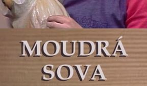 Moudrá sova