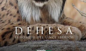 Dehesa: Les rysa iberského