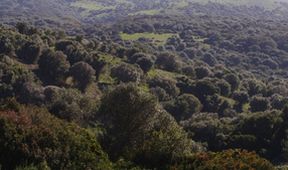 Lesy Pyrenejského poloostrova (1)