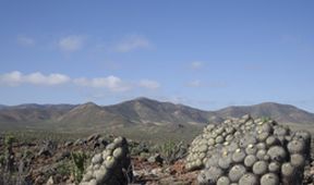 Divoké Chile (1)