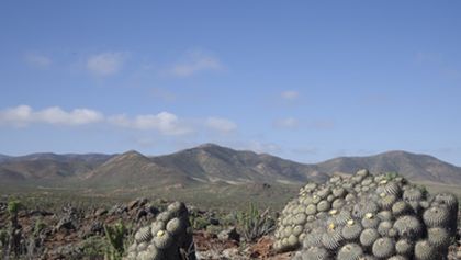 Divoké Chile (1)
