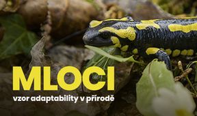 Mloci - vzor adaptability v přírodě