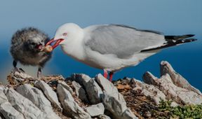 Podmořské poklady Nového Zélandu III (4)