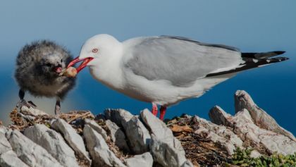 Podmořské poklady Nového Zélandu III (4)