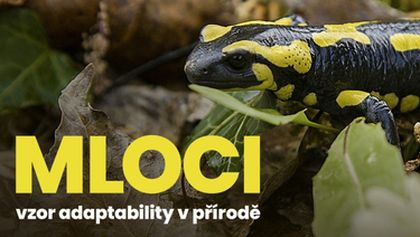 Mloci - vzor adaptability v přírodě