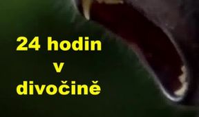 24 hodin v divočině (1)
