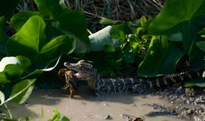 Nespoutaná Florida: Království plazů (1)