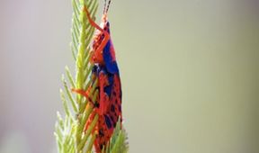 Divoká Austrálie: Odhodlání přežít (1)