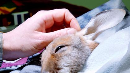 Australský veterinář II (1)