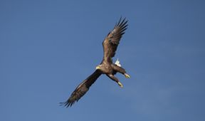 Divoké ostrovy Irska s Eoinem Warnerem (3)