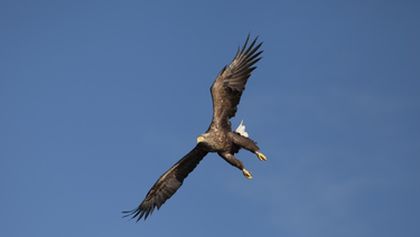 Divoké ostrovy Irska s Eoinem Warnerem (3)