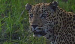 Velkolepá Afrika (2)