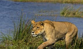 Okavango - řeka snů (1)