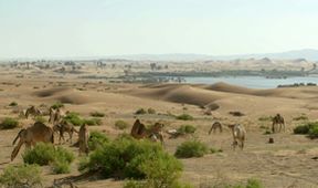 Oasis