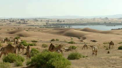 Oasis
