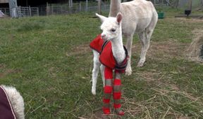 Veterinář z Yorkshiru XI (9)