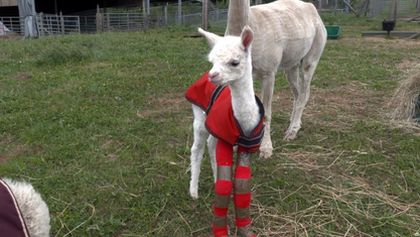 Veterinář z Yorkshiru XI (9)