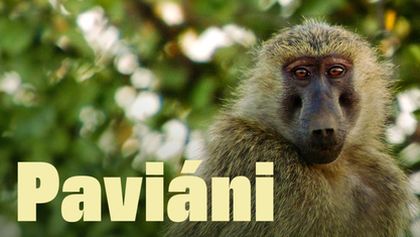Paviáni