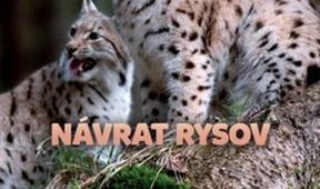 Návrat rysov