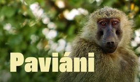 Paviáni