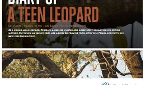 Levhart teenager