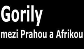 Gorily mezi Prahou a Afrikou
