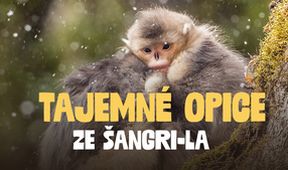 Tajemné opice ze Šangri-la