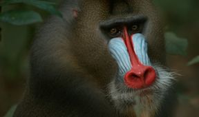 Darwinův úžasný svět zvířat II