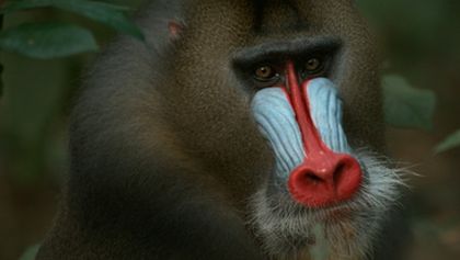 Darwinův úžasný svět zvířat II