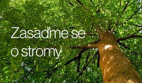 Zasaďme se o stromy