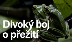Divoký boj o přežití II (7)