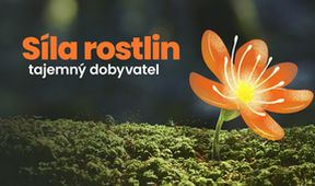 Síla rostlin - tajemný dobyvatel