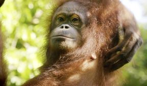 Divoké Borneo Judi Denchové