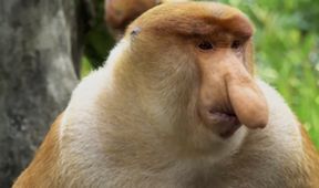 Divoké Borneo Judi Denchové (2)