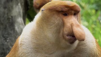 Divoké Borneo Judi Denchové (2)