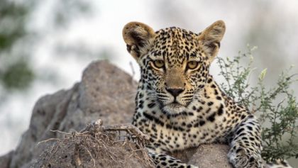 Boj o leopardí trůn (3)