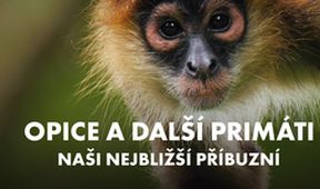 Opice a další primáti - naši nejbližší příbuzní