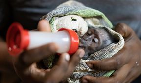 Záchrana divokých zvířat v Malawi II (6)