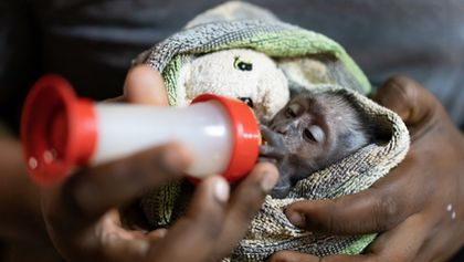 Záchrana divokých zvířat v Malawi II (6)