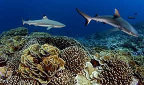 Žraloci v bahamské mořské oblasti Shark Eden