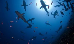Žraloci v bahamské mořské oblasti Shark Eden