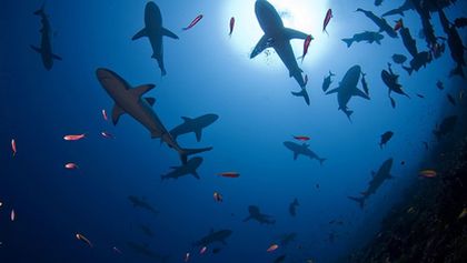 Žraloci v bahamské mořské oblasti Shark Eden