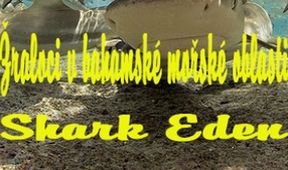 Žraloci v bahamské mořské oblasti Shark Eden