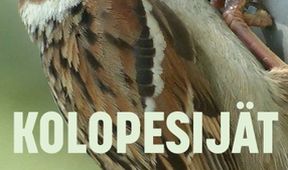 Život v dutinách stromů