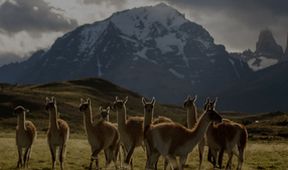 Impozantní migrace zvířat - Patagonie