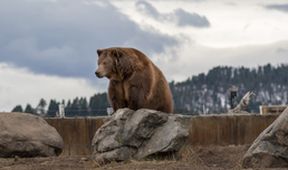 Dospívání grizzlyho: Příběh dvou sirotků