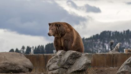 Dospívání grizzlyho: Příběh dvou sirotků