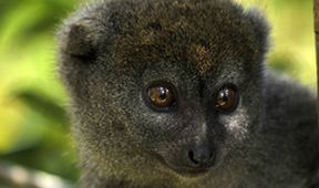 Madagaskar: Legendy o lemuřím ostrově