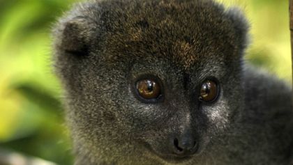 Madagaskar: Legendy o lemuřím ostrově