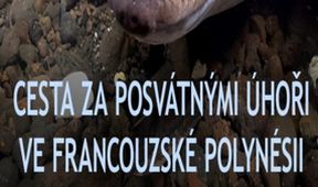 Cesta za posvátnými úhoři ve Francouzské Polynésii
